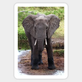 Young African Elephant, Serengeti National Park, Tanzania. Sticker